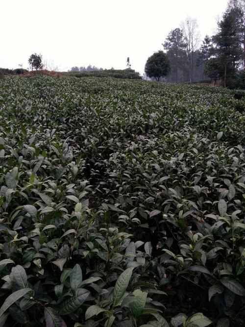 专家:贵州省遵义市湄潭县每年或现多个感染高峰/遵义湄潭疫情防控最新消息