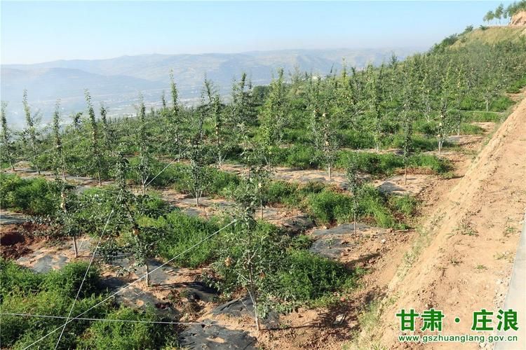 【庄浪县近1天新增破27,庄浪县确诊一例】