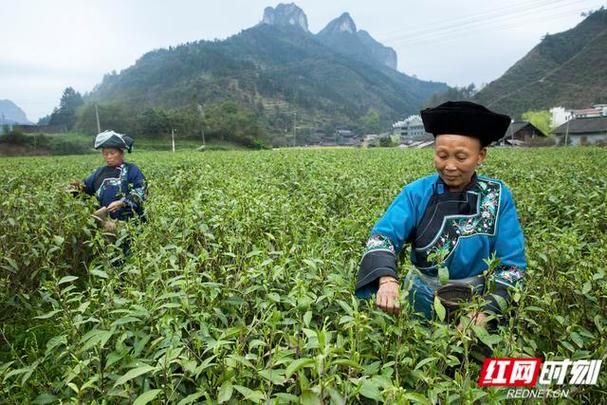 包含河南焦作解放区新增24例重症，从涉3省抵湖南省湘西土家族苗族自治州保靖县的词条