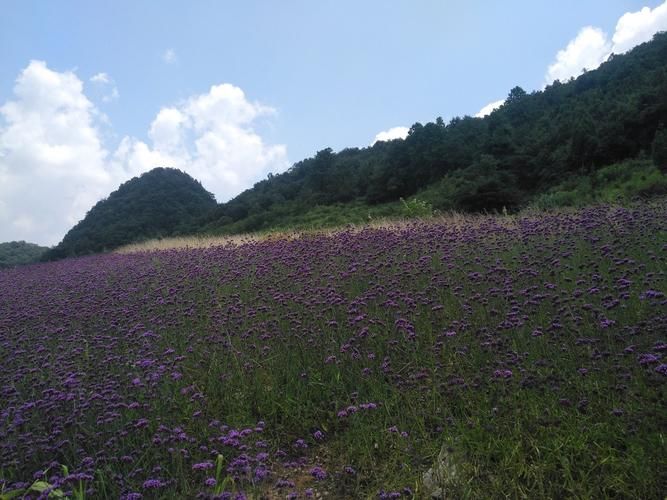 【贵州安顺平坝区足不出户标准最新公布_安顺平坝房子】