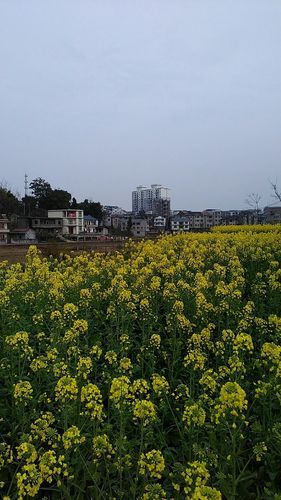 四川广安岳池县封城标准最新公布(广安岳池有望设市)