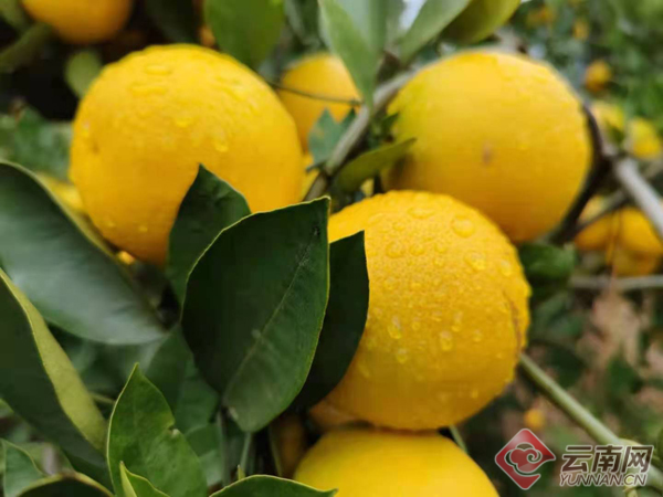 云南红河哈尼族彝族自治州泸西县1月28日新增破29(红河州泸西最新疫情新闻)