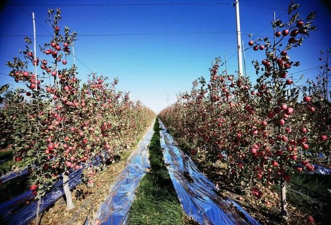 专家:澄城县每年或现多个感染高峰(澄城县2021疫情封路最新消息)