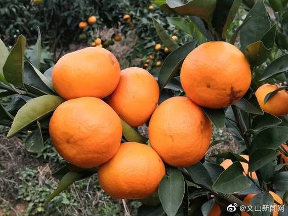 【文山管控区标准最新公布,文山市封城最新消息】