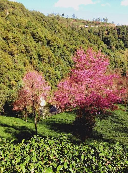关于云南大理白族自治州巍山彝族回族自治县最新疫情数据：寻找同轨迹人员的信息