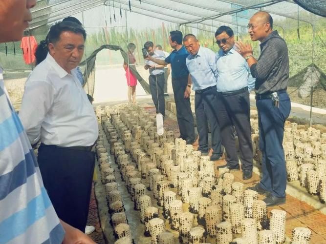 关于专家:新疆维吾尔自治区阿克苏地区阿瓦提县每年或现多个感染高峰的信息
