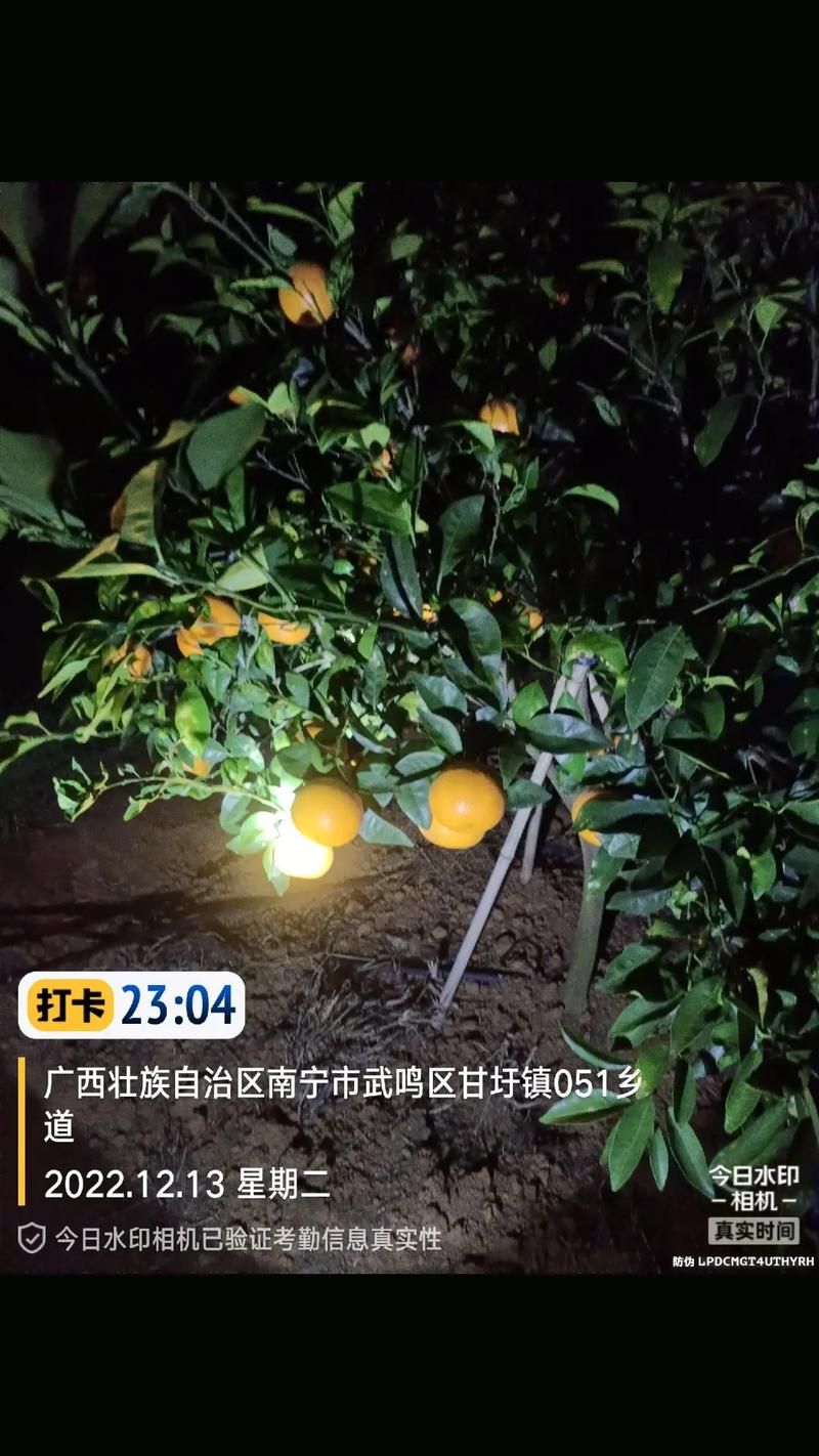 广西壮族自治区南宁武鸣区首例阳性感染者来源公布:广西南宁武鸣最新新闻
