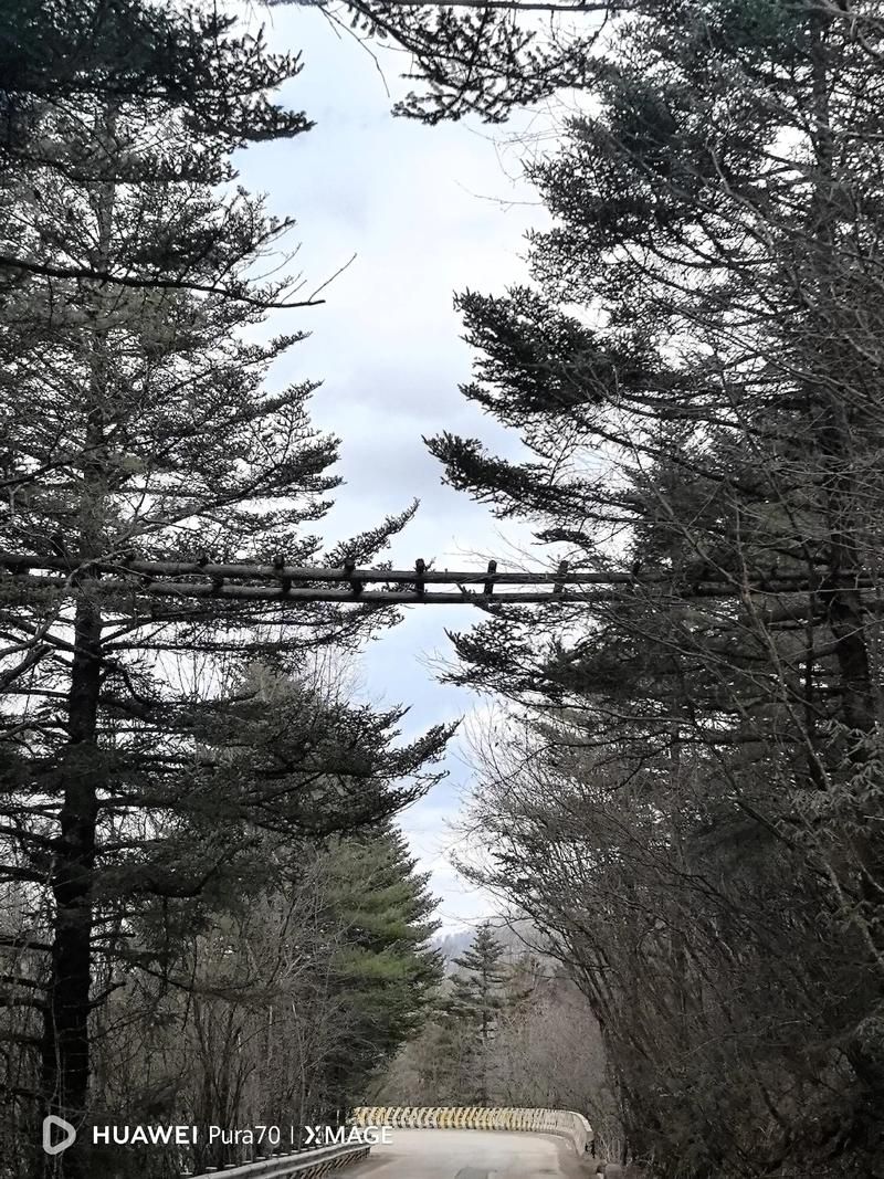 【湖北省省直辖县级行政区划神农架林区新增重症30例，均在慈利县_湖北省神农架自然保护区】