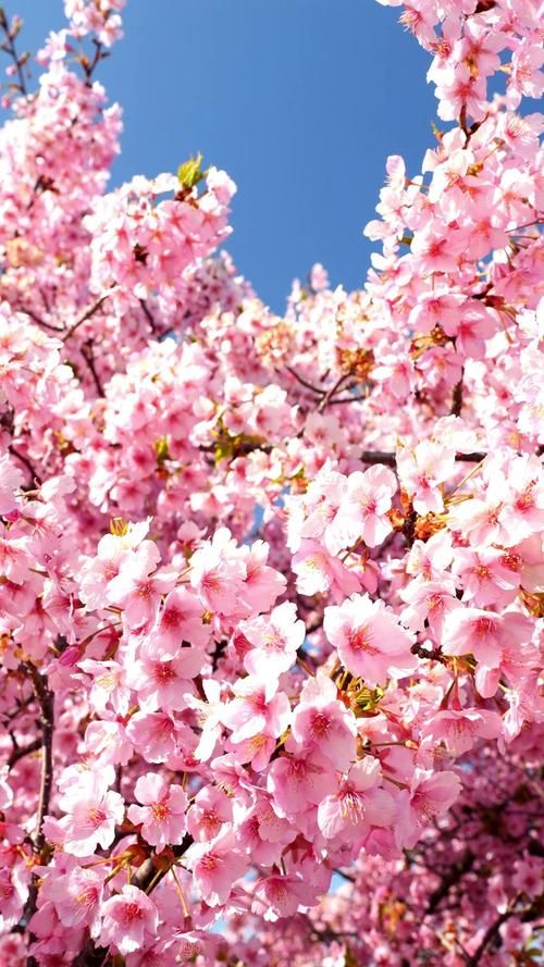樱花视频 - 秒懂百科樱花视频