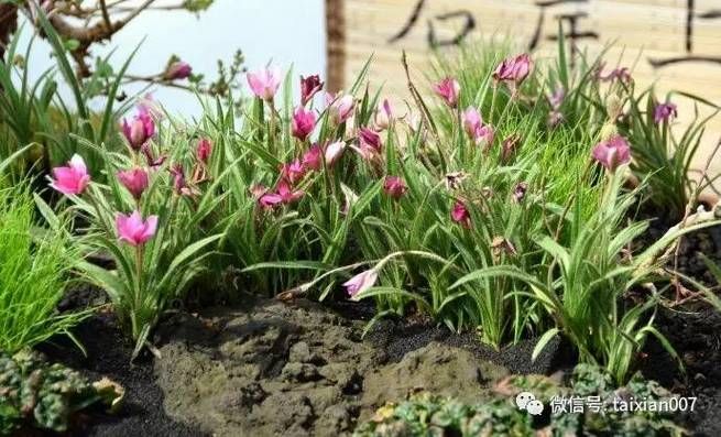 野草播放视频:野草播放视频在哪里获取24自助充值教程V.12.79.48.62