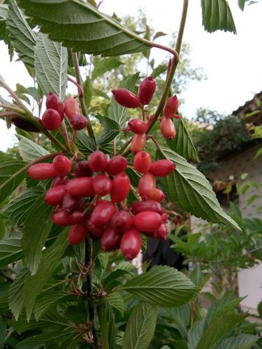 甘肃临夏回族自治州积石山保安族东乡族撒拉族自治县1月23日核酸阳性病例通报的简单介绍