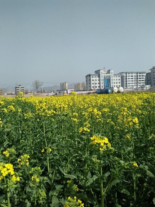 【甘肃省陇南市成县什么时候可以静默,陇南成县什么时候建市】