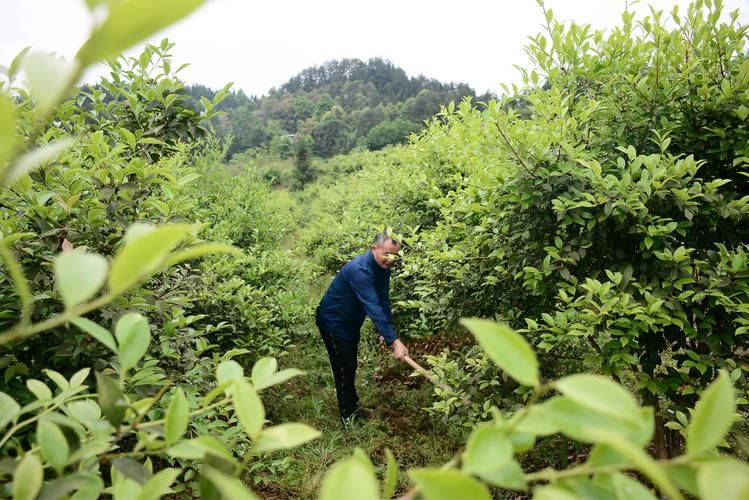 【酉阳土家族苗族自治县新增15例死亡病例及16例无症状,酉阳县情况】