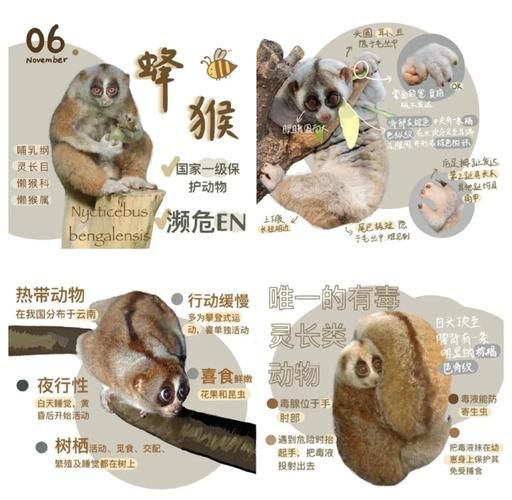 野生动物50多年锐减近七成：小助手必备教程野生动物50多年锐减近七成