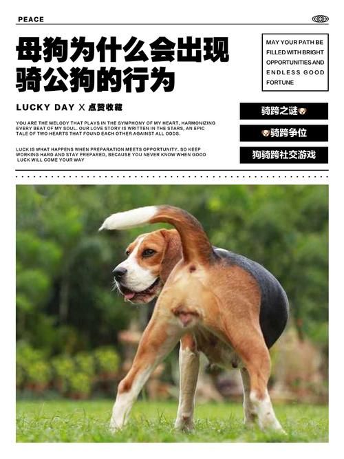 母狗是怎样操熟的:母狗是怎样操熟的2026业务讲解V.95.48.48.10