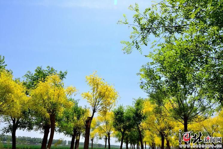 河北省保定市望都县静默区境外输入详情/河北保定市望都县有新型肺炎吗