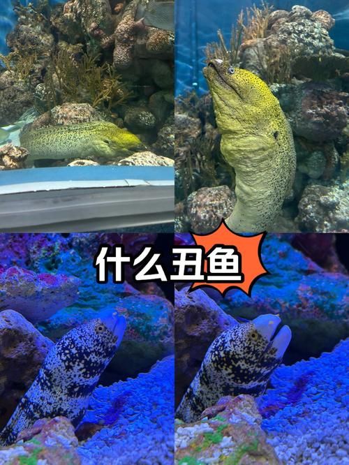 丑鱼视频：丑鱼视频我来教大家V.55.20.67.27