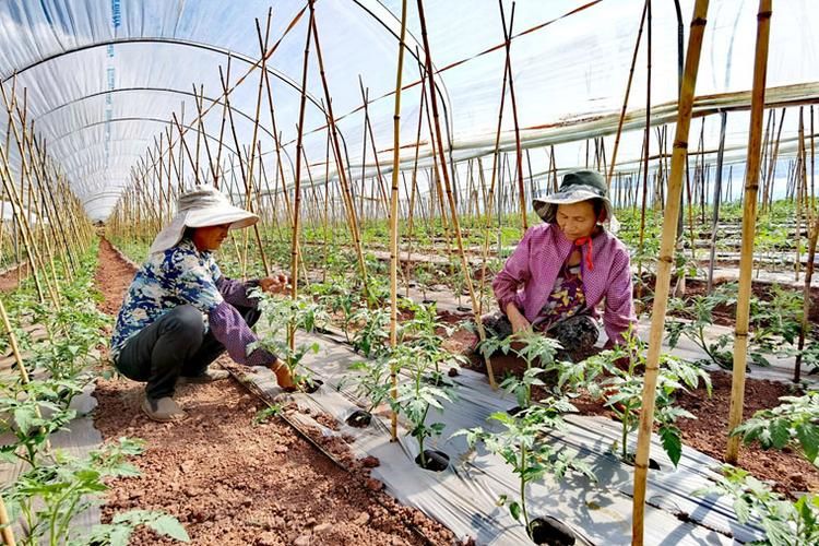 双柏县疫情封城最新消息_双柏县疫情新政策
