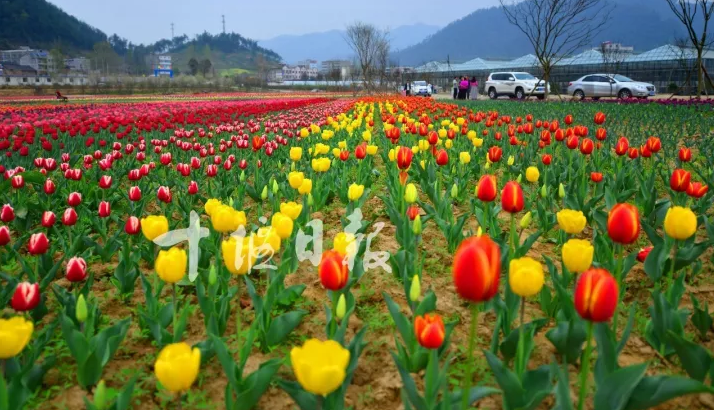【湖北十堰张湾区疫情解封最新消息_十堰张湾属于哪个区】