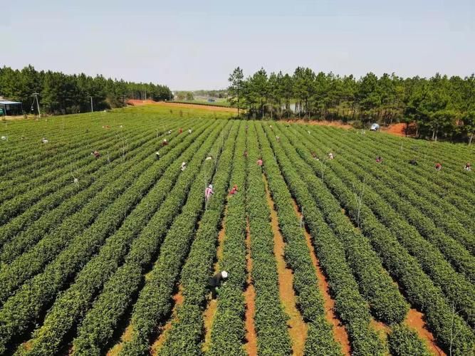 【望江县足不出户标准最新公布,望江县百科】