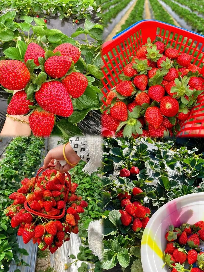 草莓视频免费观看：限时分享草莓视频免费观看