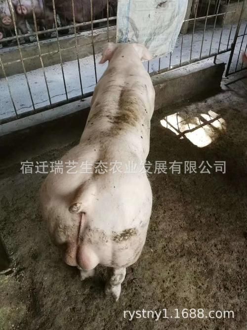 人和种猪-详细工具人和种猪V.59.52.14.46