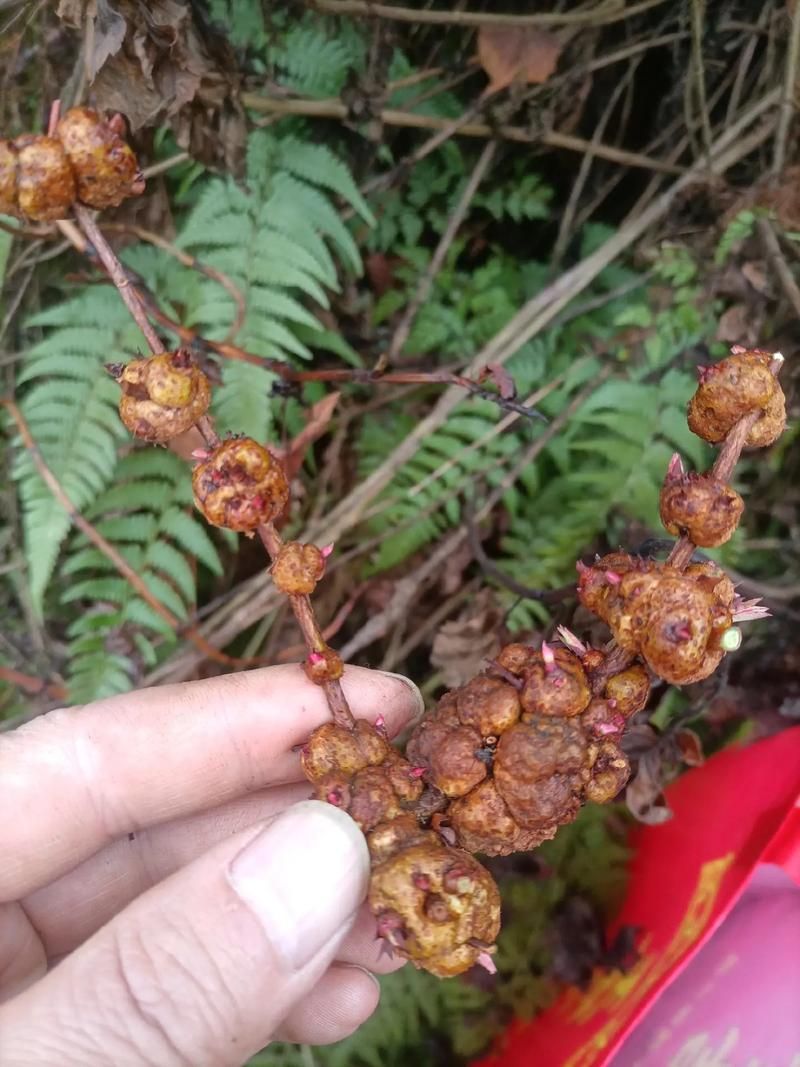 草草药视频在线观看-草草药视频在线观看草草药视频在线观看V.66.61.30.52