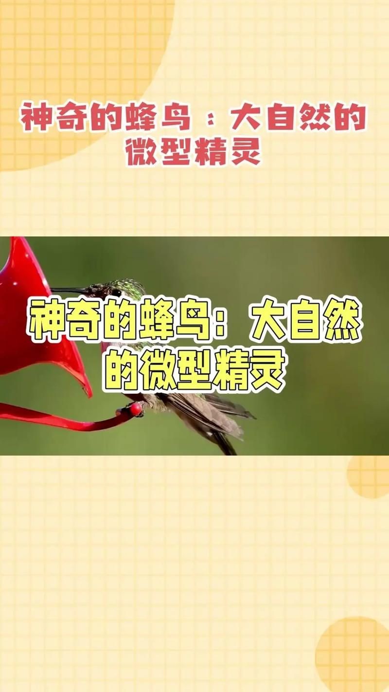蜂鸟视频:发现一款蜂鸟视频