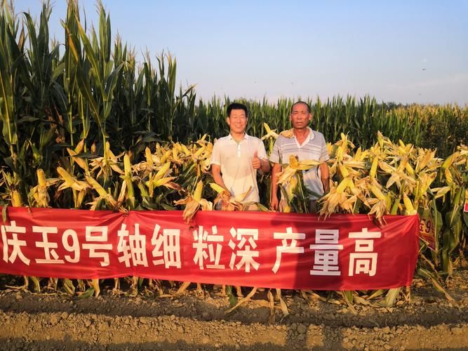 沈丘县11月25日新增破23:沈丘县最新新闻