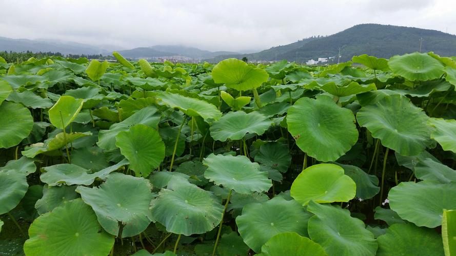 云南玉溪澄江现有无症状感染者15例:云南玉溪澄江疫情